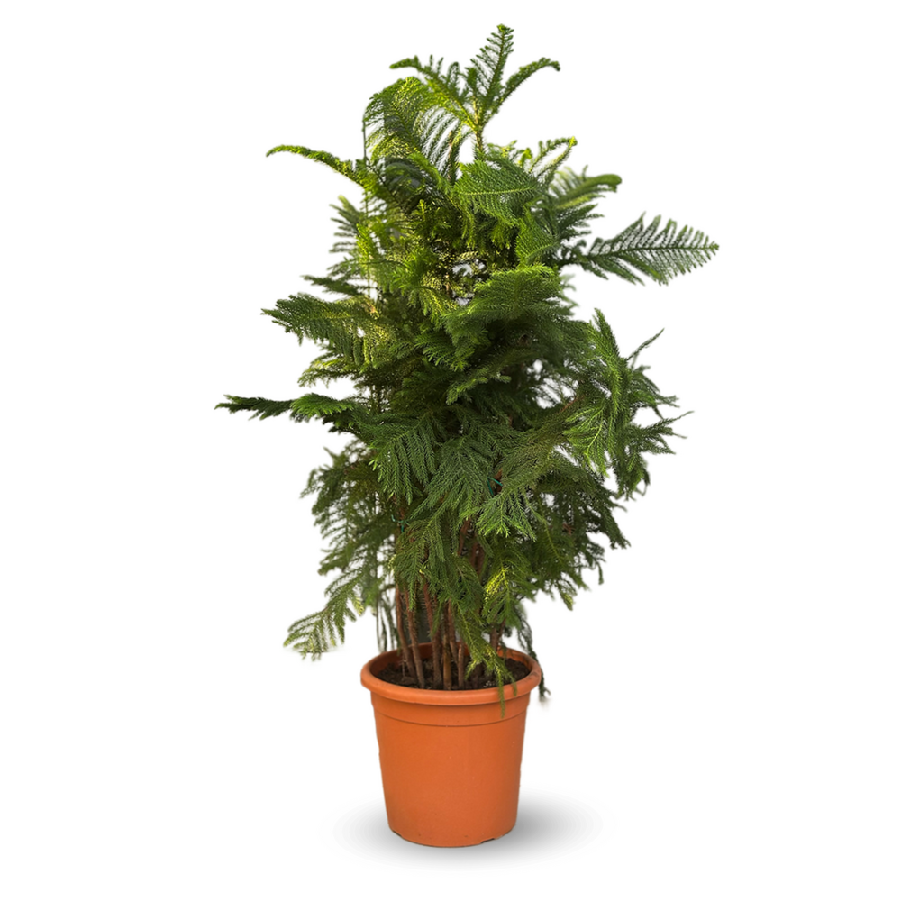 Araucaria heterophylla - plante d'intérieur - ↕ 110-120 cm - ⌀ 28 cm - pin de norfolk