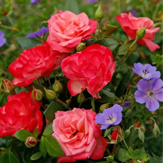 Rosier bicolore rouge enjoy floribunda en pot 3l