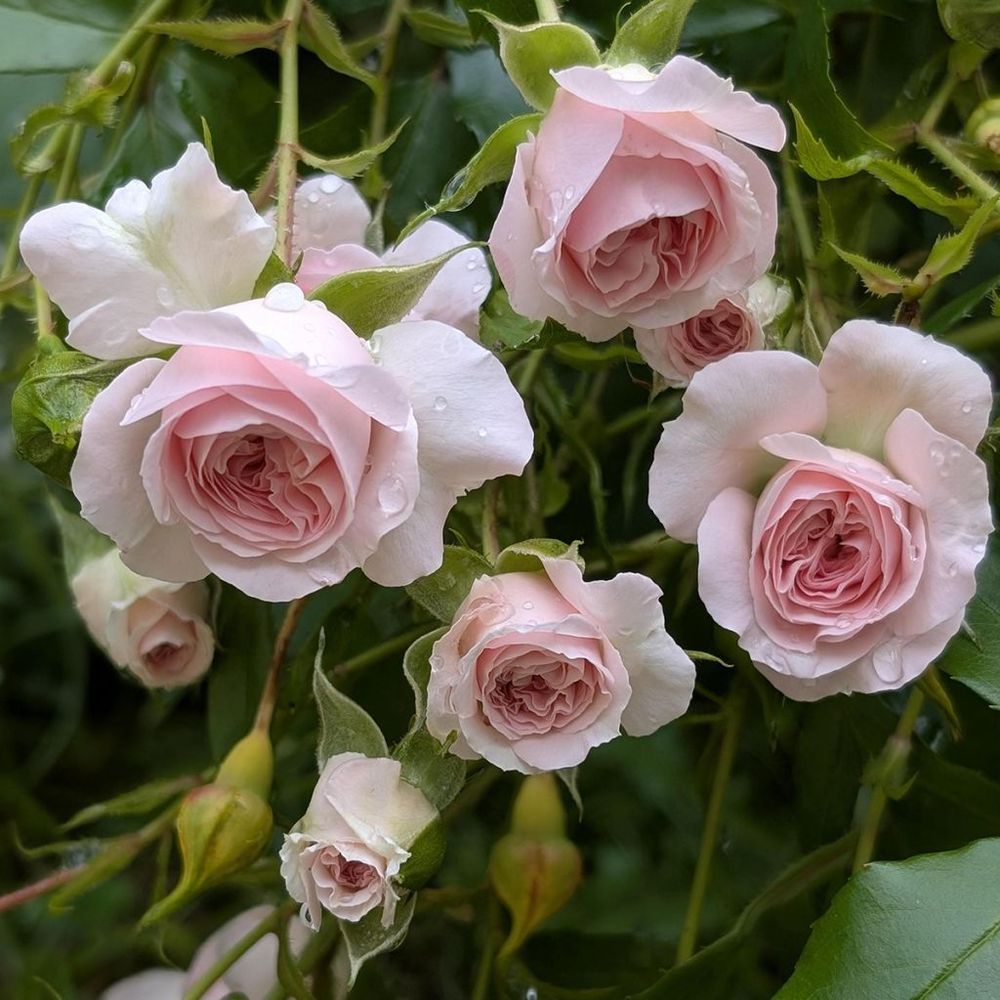 Rosier arbuste 'larissa' pot de 10 cm/11cm, issu de bouture
