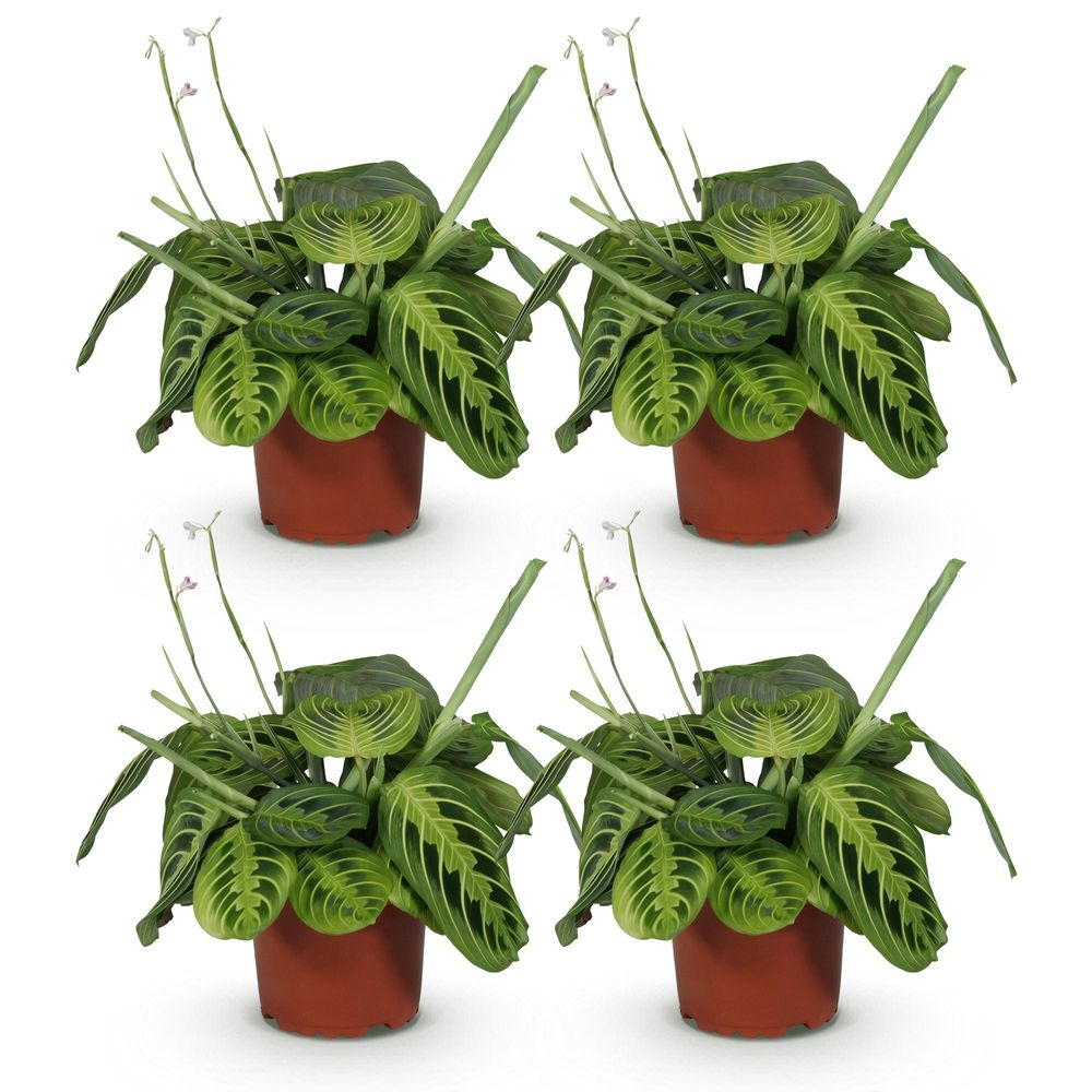 Maranta fascinator lemon lime - pet-friendly - plante de prière - pot de 12cm - hauteur 25-35cm
