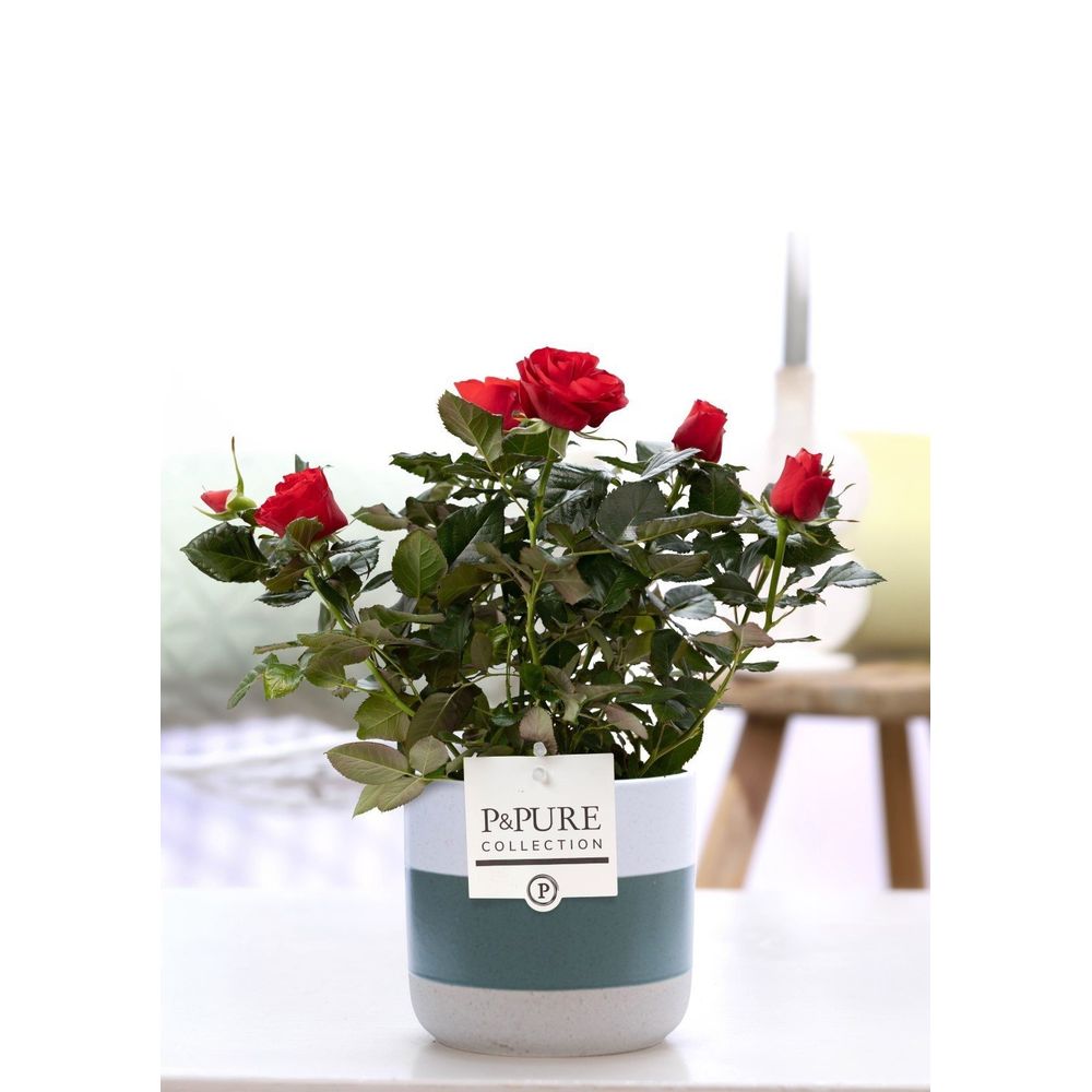 Rosier rouge en pot céramique - ø12cm - ↕30cm - plante d’extérieur