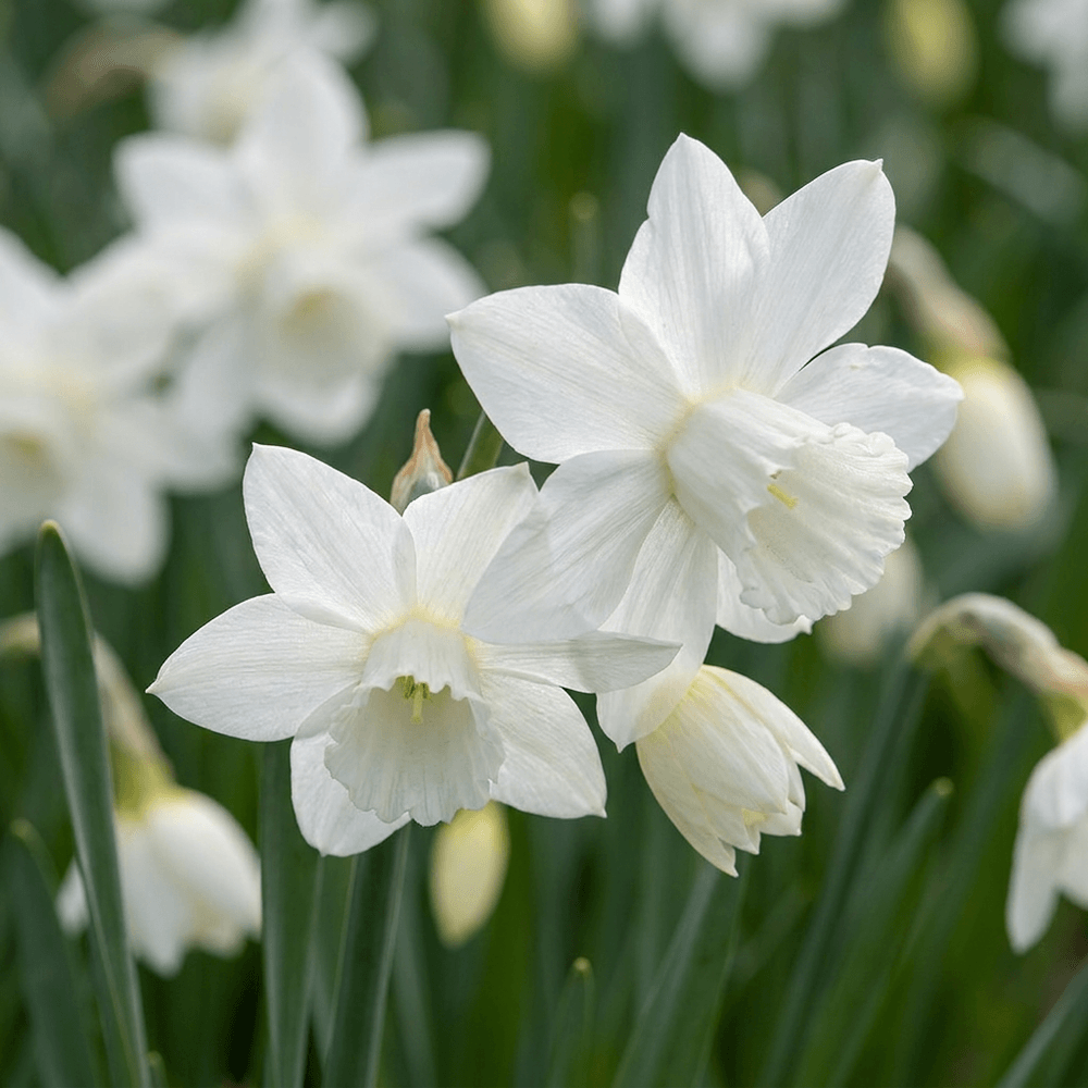 Narcisse triandrus 'thalia' (narcissus) - floraison printanière - calibre 10/12 - 60 bulbes
