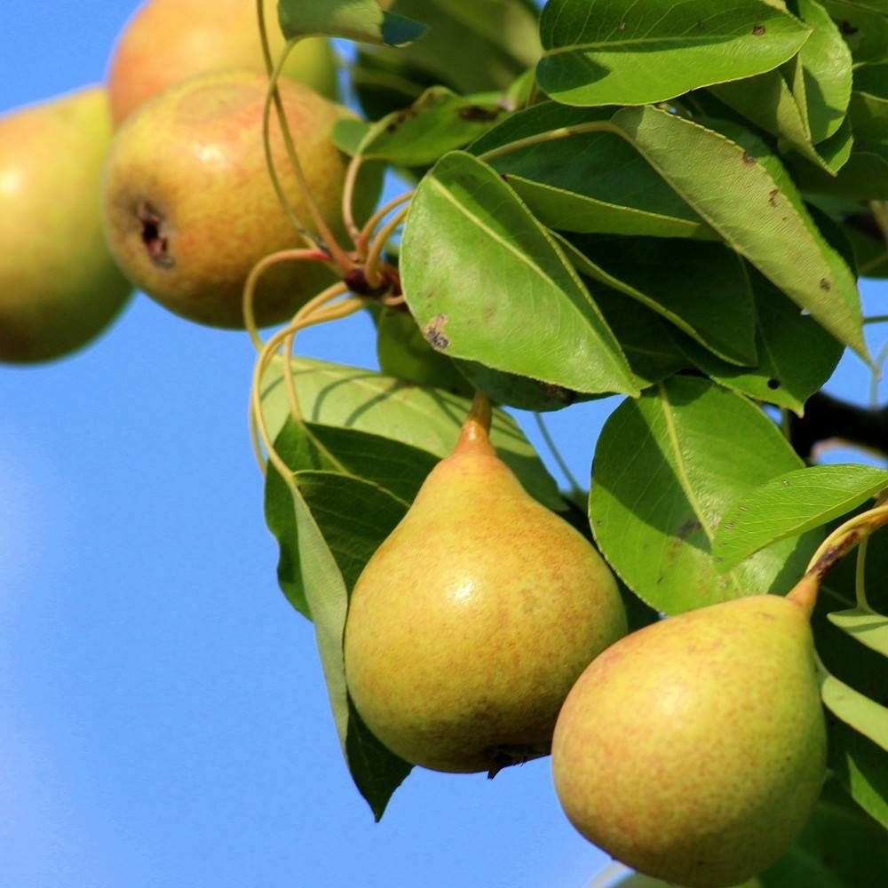 Poirier nain belle hélène® 'delbuena' pot de 7,5l - 40/60 cm