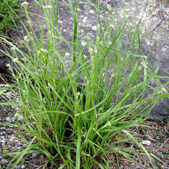 6 x luzule blanche - luzula nivea - godet 9cm x 9cm