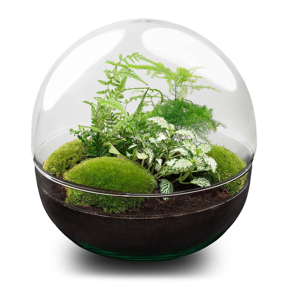 Kit terrarium diy - dome xl ficus + 2 fittonia - sans outil