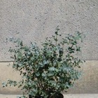 Eucalyptus pulverulenta baby blue/eucalyptus pulverulenta baby blue[-]pot de 4l - 40/60 cm