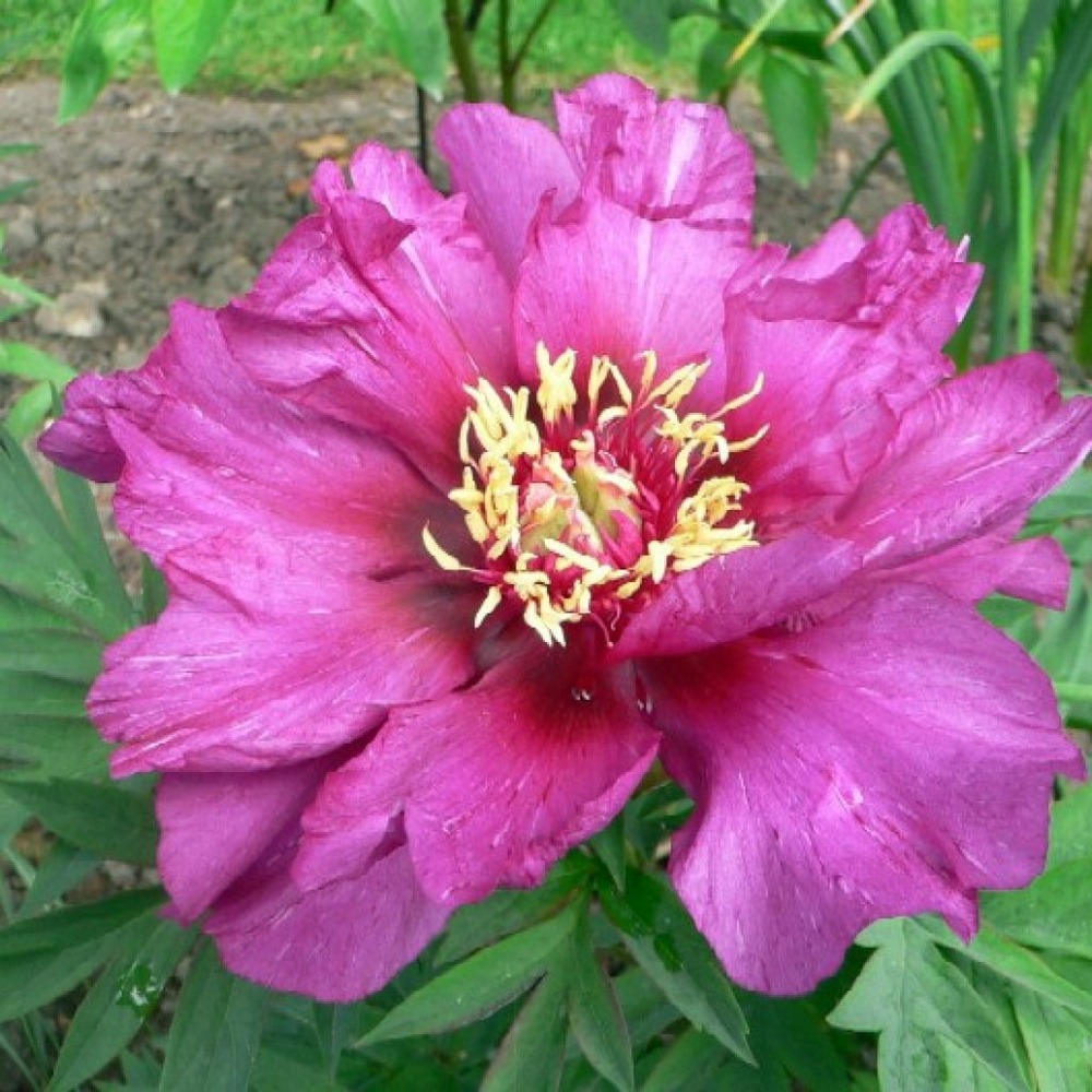 Pivoine itoh 'morning lilac' pot de 3l/4l