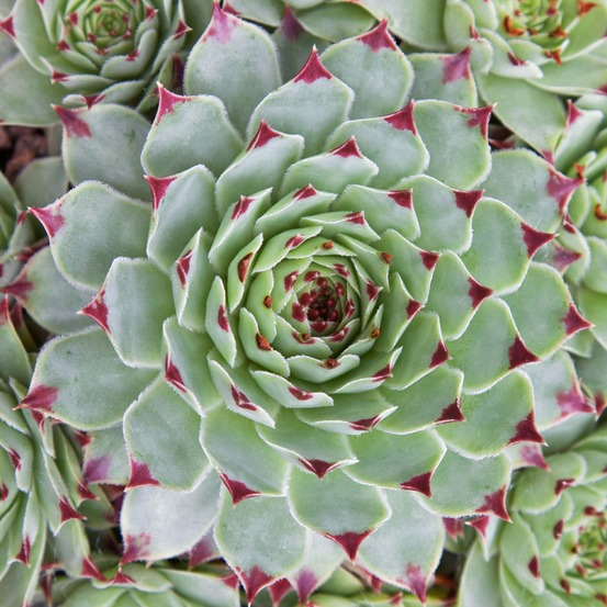 Joubarbe - chick charms ® mint marvel - sempervivum - le pot / ø 9cm, vendu par lot de 2