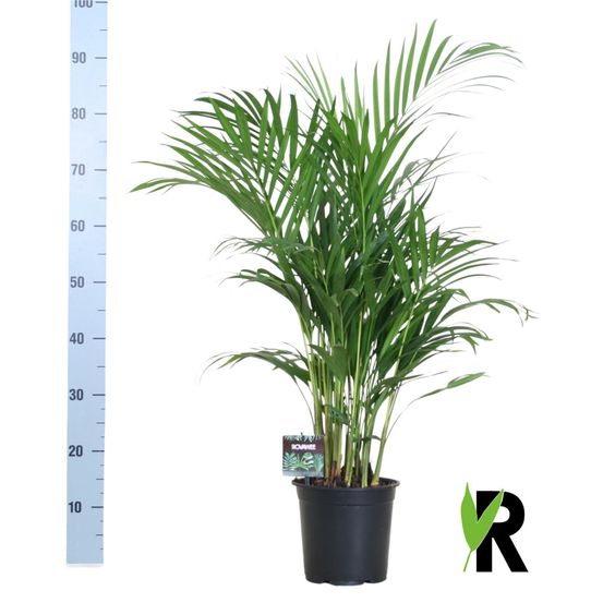 Dypsis lutescens 120 - ø19cm - ↕100cm - plantes d'intérieur