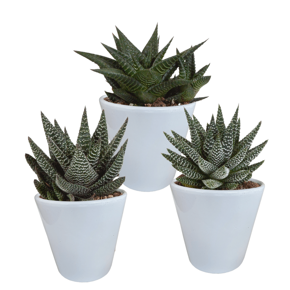 3x mélange gasteria et haworthia - en pot blanc - ø9,5cm - ↕18cm - plante d’extérieur
