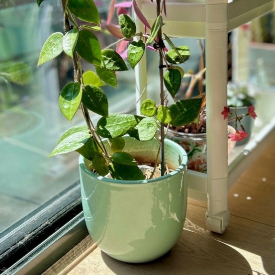 Cache pots-contemporain vert d'eau - d25