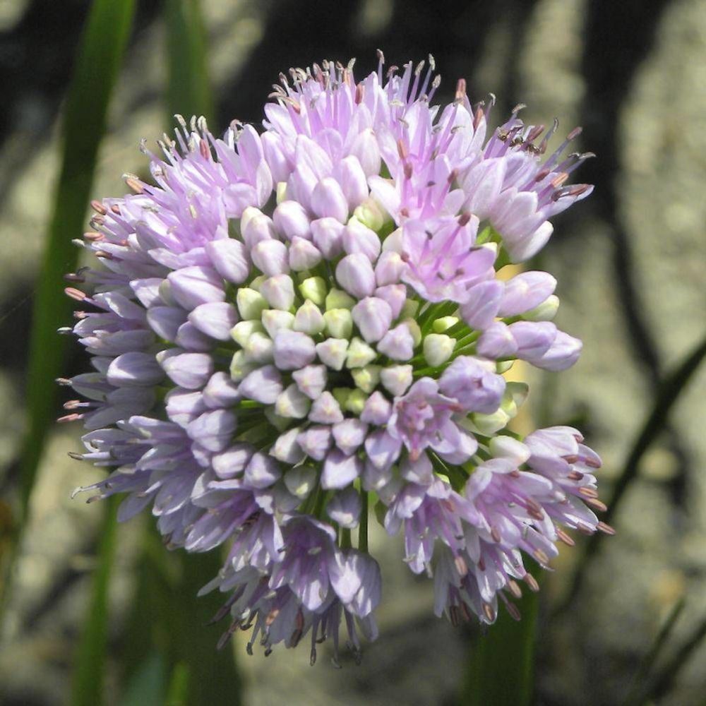 Ail d'ornement senescens lot de 5 godets