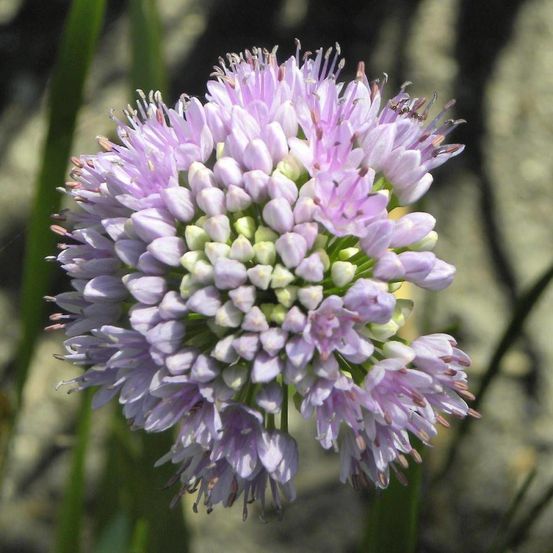 Ail d'ornement senescens lot de 5 godets