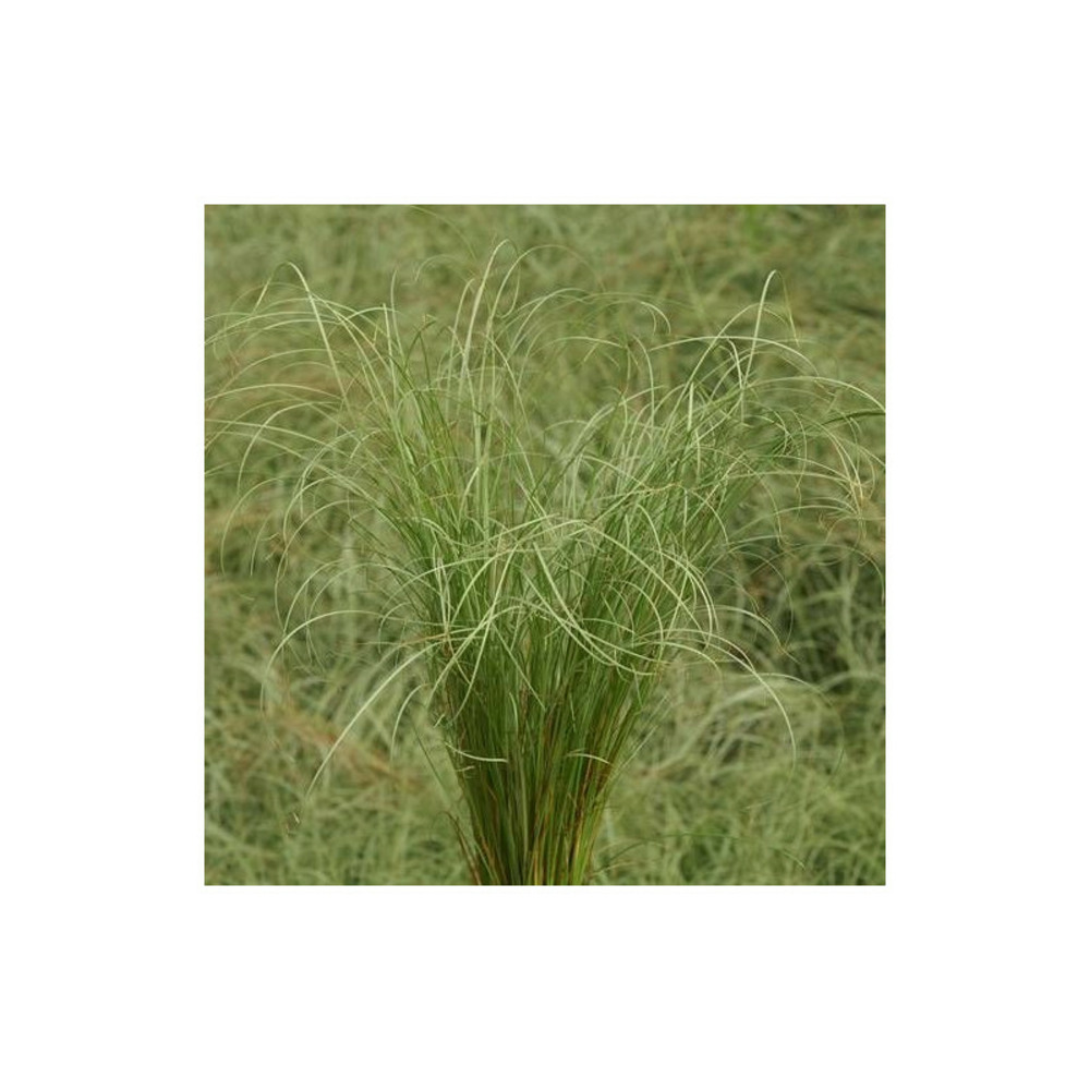 Laîche comans lot de 5 godets