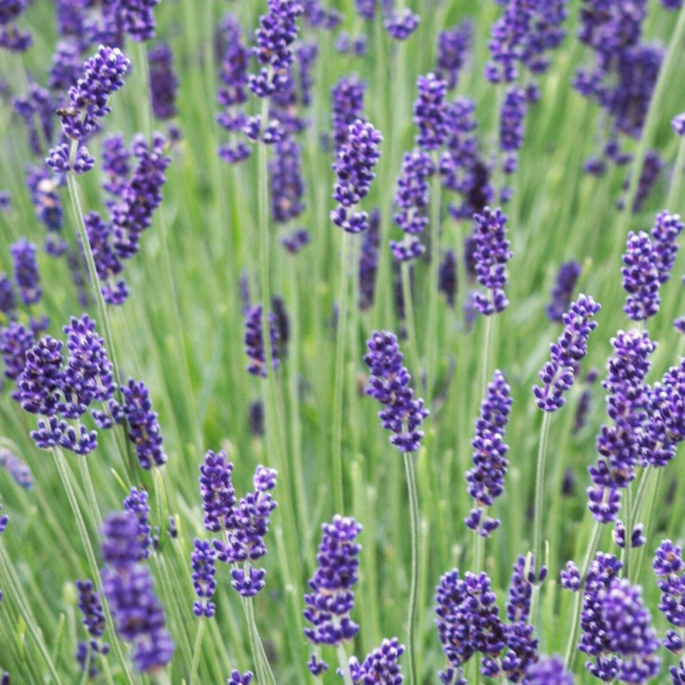 Lavande hidcote blue godet - 5/20 cm