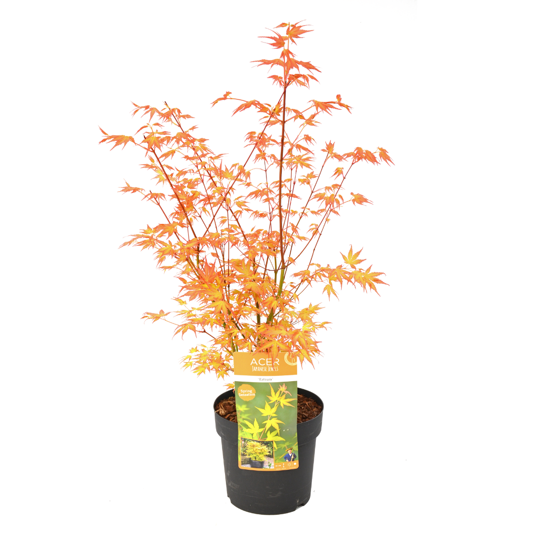 Acer palmatum 'katsura' - erable japonais - rustique - plante de jardin - pot 19cm - hauteur 60-70cm