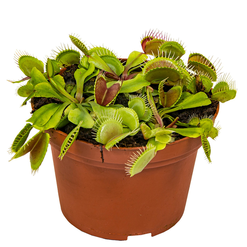 Dionaea muscipula - dionée attrape-mouche - plante carnivore - 10-15 cm de haut - pot 12 cm