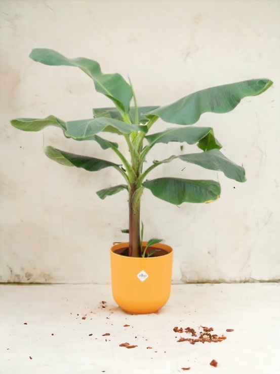 Bananier musa 100cm et son pot jaune - hauteur 100cm