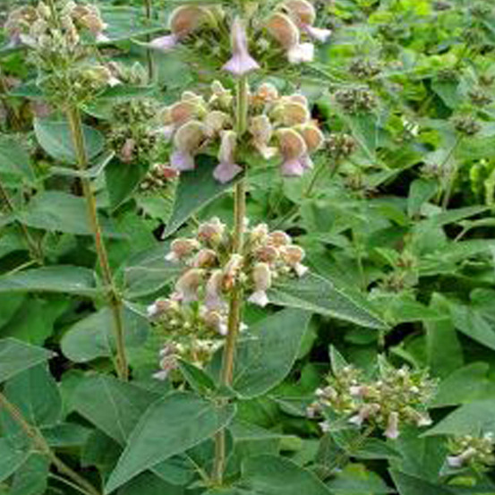 6 x sauge de jérusalem samia - phlomis samia - godet 9cm x 9cm
