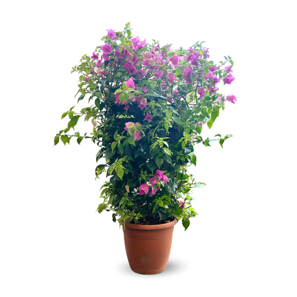 Bougainvillier palissé - plante fleurie - ↕ 80-90 cm - ⌀ 21 cm - plante d'extérieur