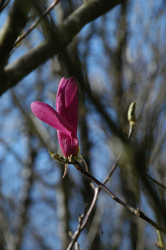 Magnolia 'susan' - en pot de 4 litres