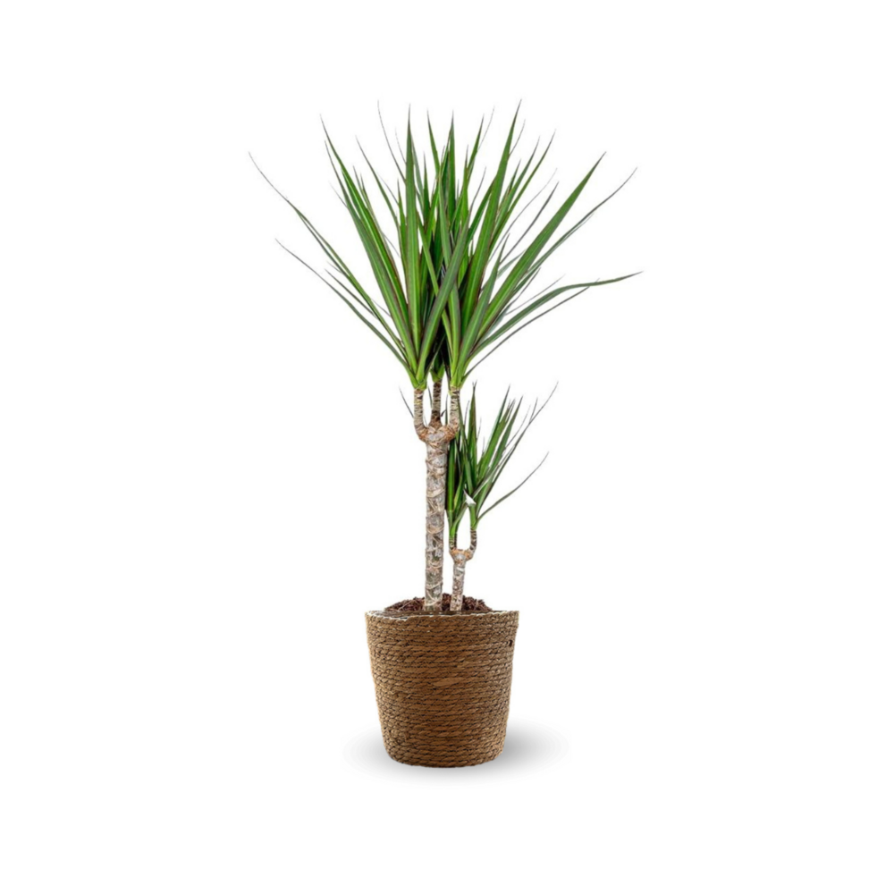 Dracaena marginata avec panier en jonc de mer - plante d'intérieur - ↕ 70-80 cm - ⌀ 19 cm - facile d'entretien