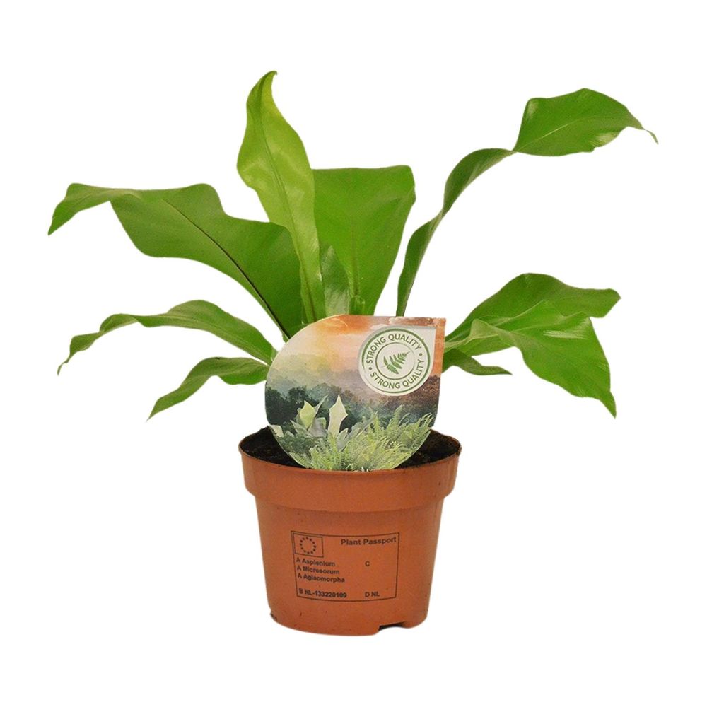 Asplenium nidus - ø12cm - ↕35cm - plantes d'intérieur