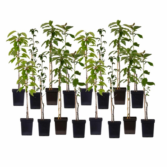 Arbres fruitiers - x16 - pommier, cerisier, poirier et prunier - 60-70cm - ⌀9cm