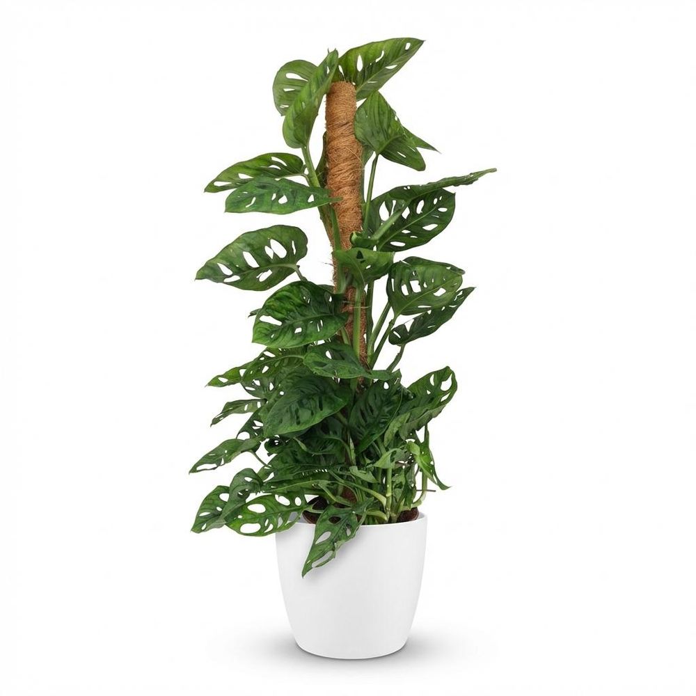 Monstera andansonii - monkey mask avec tuteur coco - pot de 19cm - hauteur 90cm - plantes d'intérieur