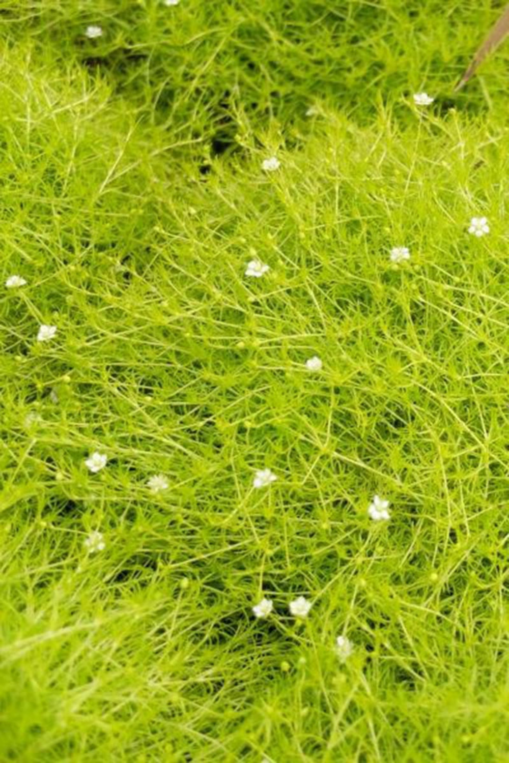 Sagine 'scottish moss ?' - en pot de 3 litres