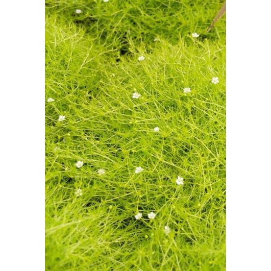 Sagine 'scottish moss ?' - en pot de 3 litres