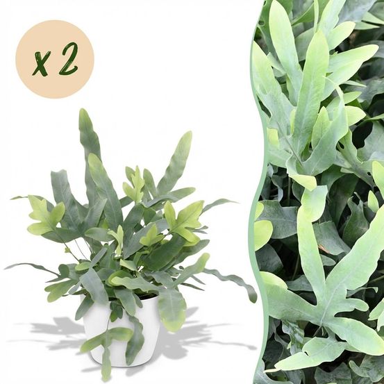 Phlebodium aureum blue star - pet-friendly - pot de 12cm - hauteur 25-30cm - plantes d'intérieur