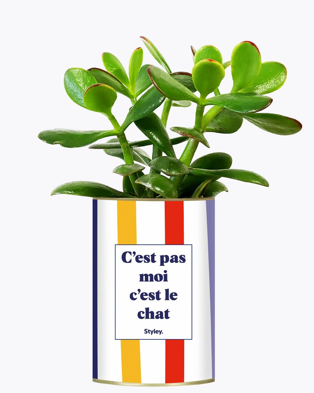 Plante drôle - c'est pas moi c'est le chat - cactus