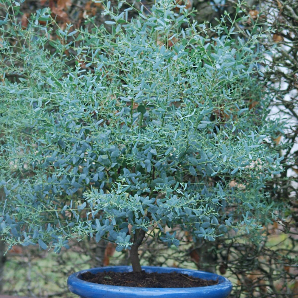 Eucalyptus france bleu® 'rengun', gommier cidre pot de 1,5l - 20/50 cm