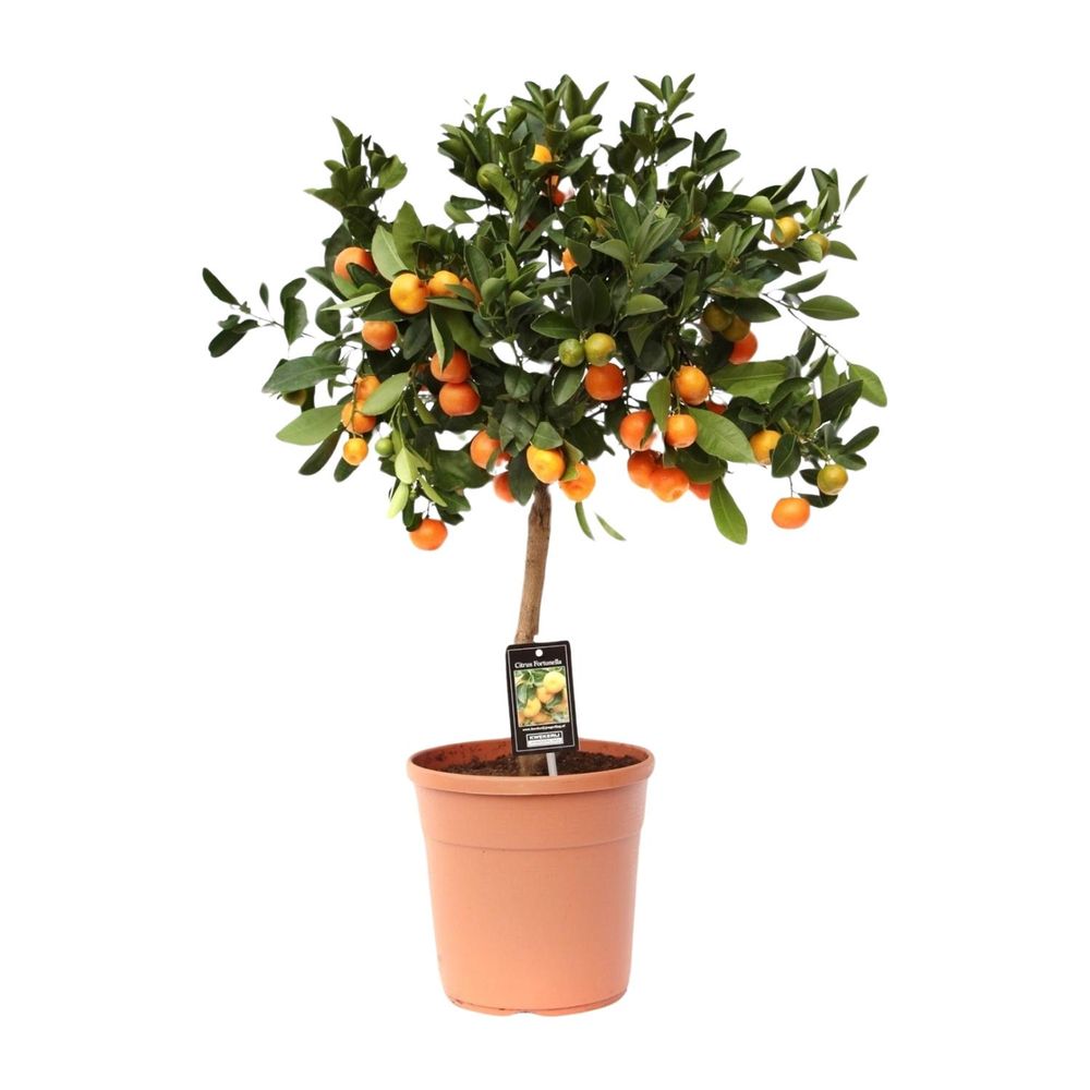 Citrus calamondin - ø22cm - ↕80cm - plante d'extérieur