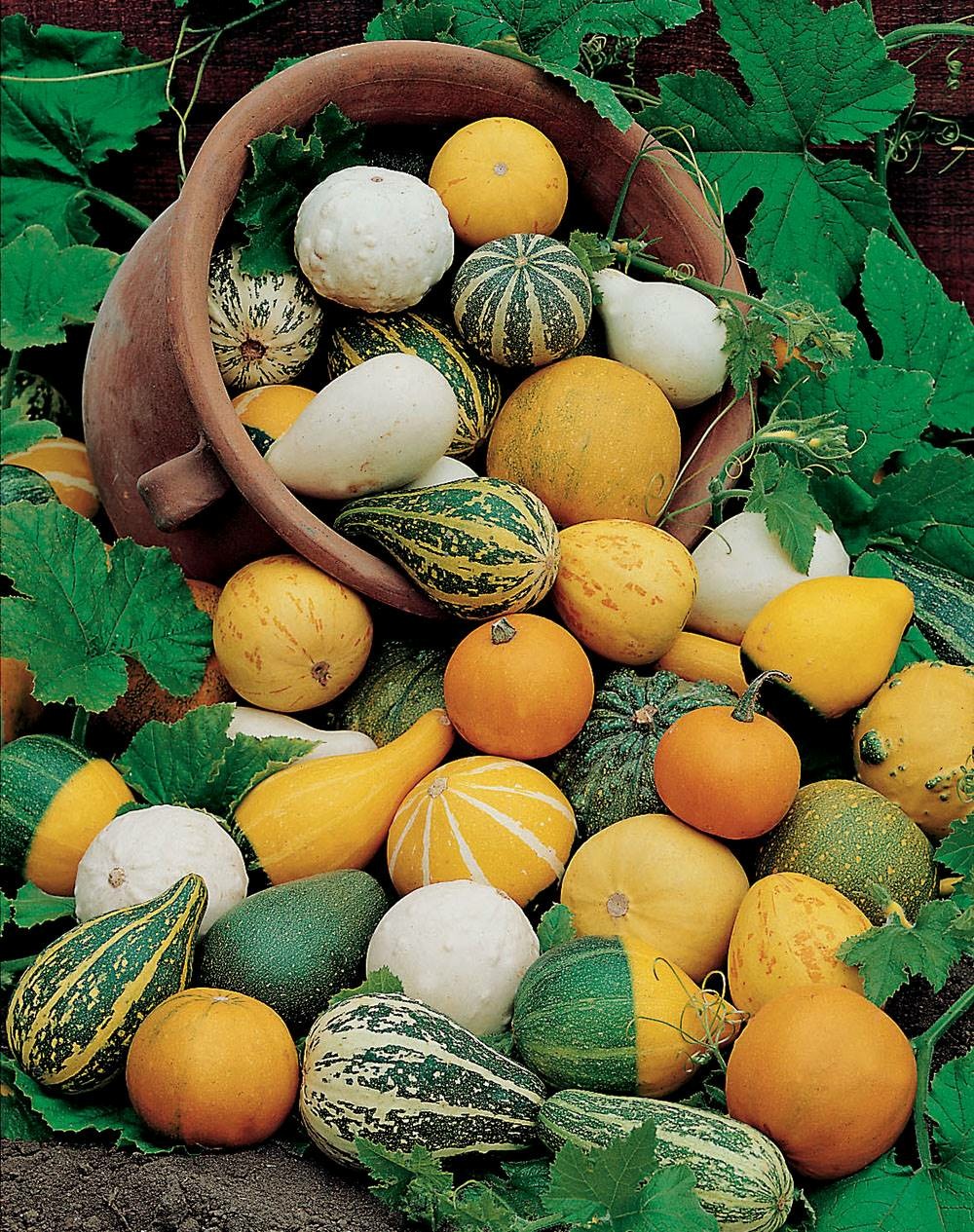 Coloquinte melange - 3 g