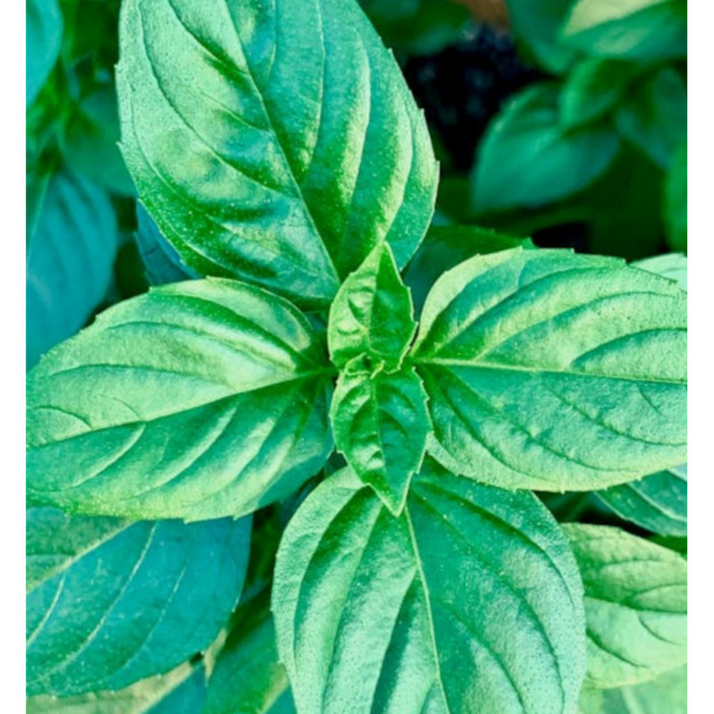 Basilic thaï - prêt à consommer pot de 1,5l - 10/20 cm