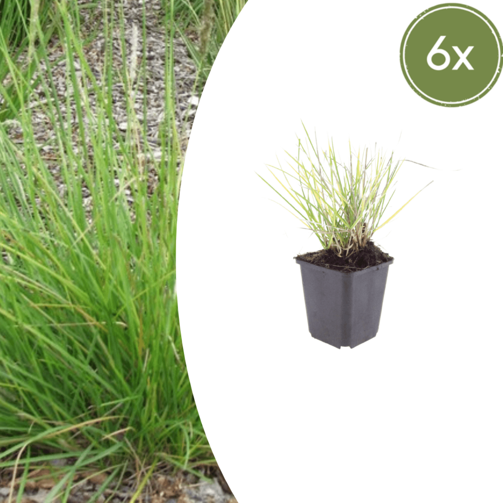 Lot de 6 - seslérie d’automne (sesleria autumnalis) 'sesleria autumnalis'