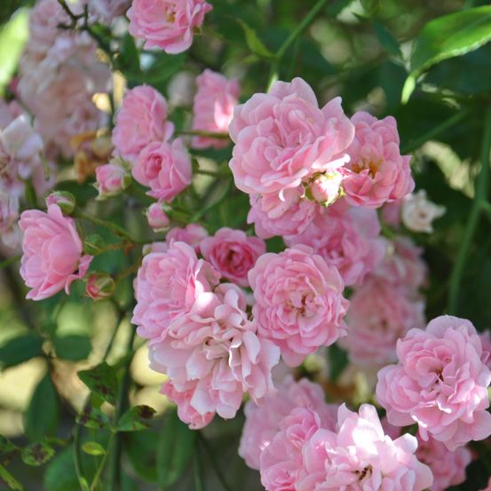 Rosier de banks liane 'rosea' pot de 2l/3l, sur propres racines (non greffé)