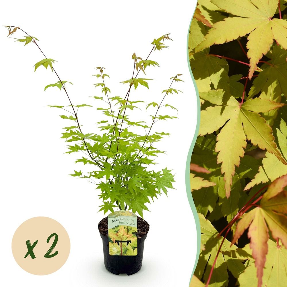 Érable du japon 'summergold' - lot de 2 - pot 19 cm - hauteur 70 cm