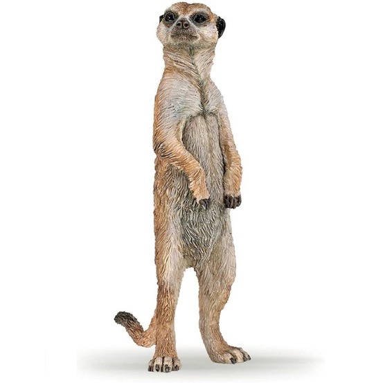 Suricate debout