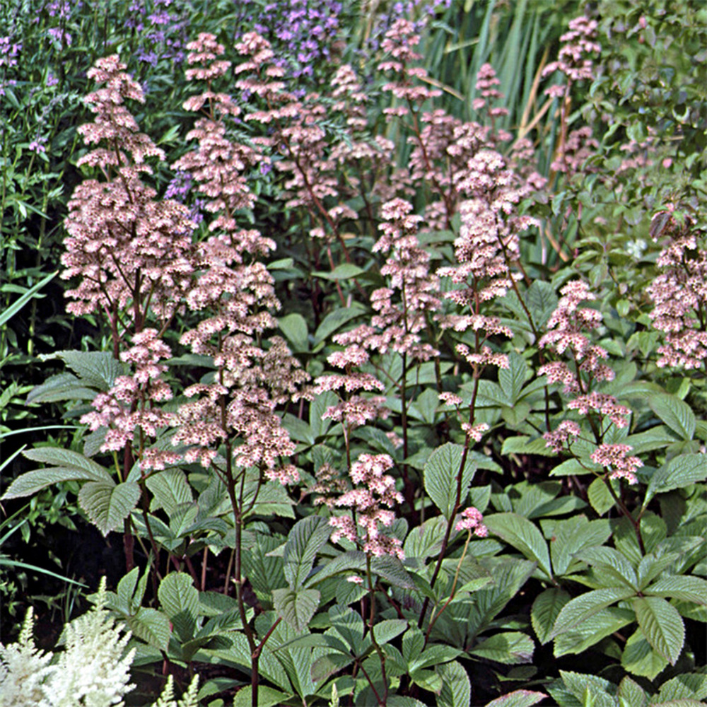 Rodgersia henrici godet de 8/9 cm