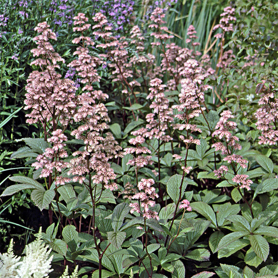Rodgersia henrici godet de 8/9 cm
