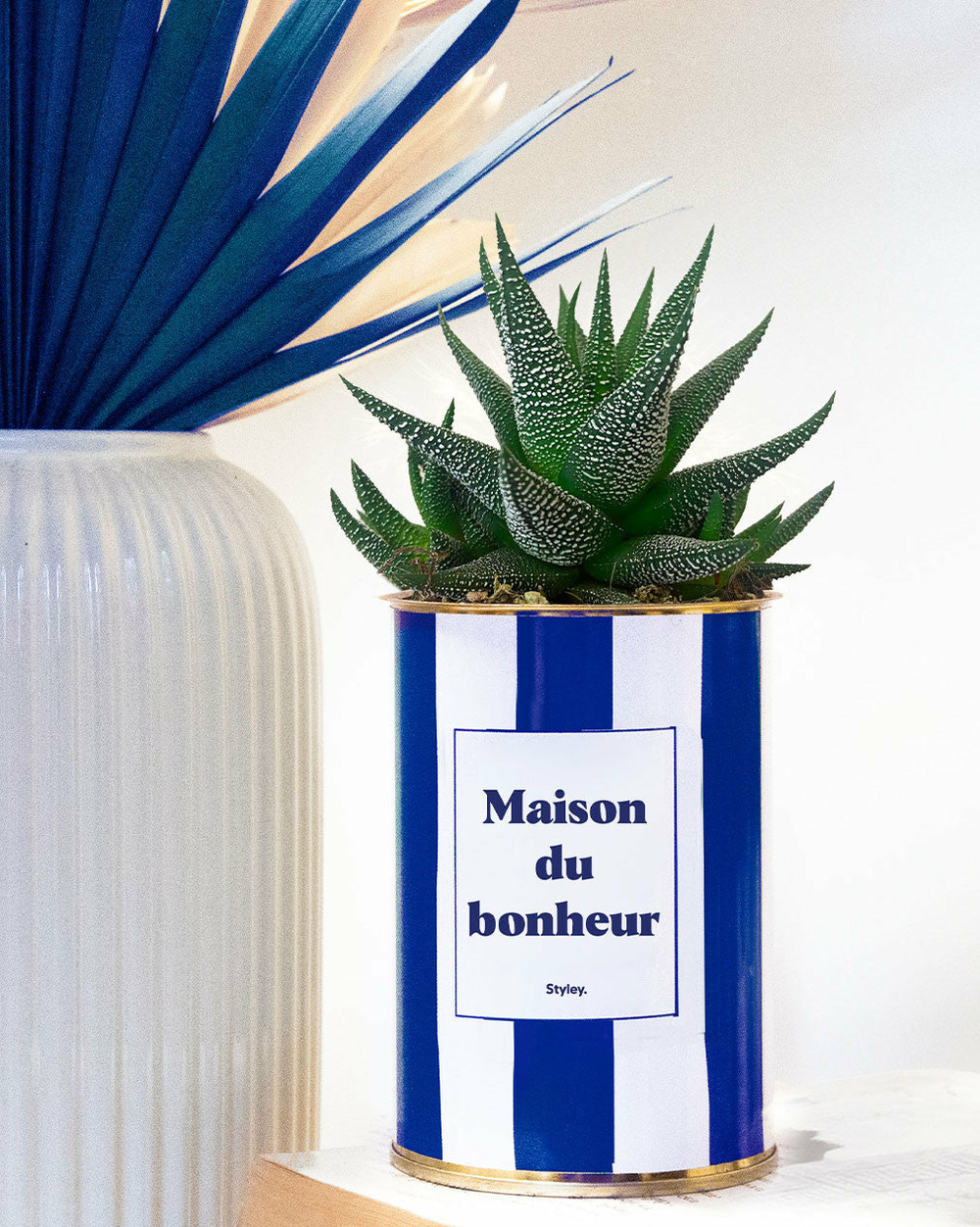 Plante à message - maison du bonheur - pot à rayures - plante grasse