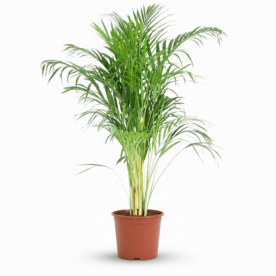 Dypsis lutescens areca - pot de 21cm - hauteur 90 - 100cm - plantes d'intérieur