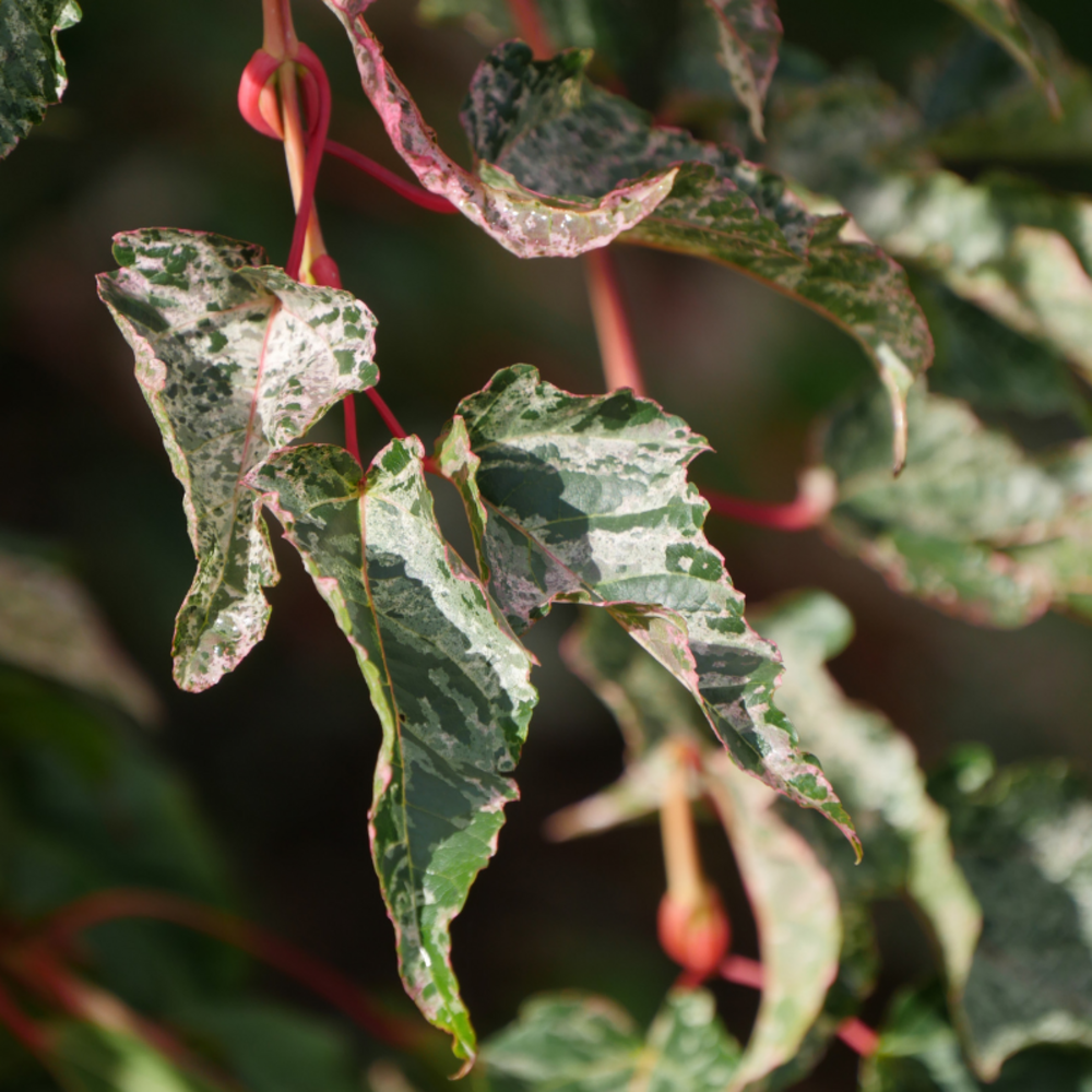 Érable à peau de serpent - acer conspicuum red flamingo 40cm