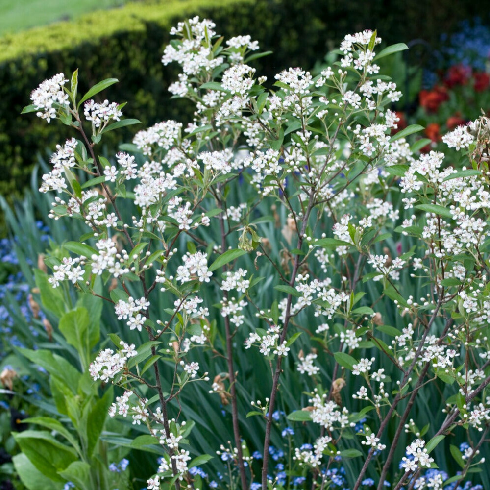 Aronia à feuilles d'arbousier brilliant - le pot / 3l / hauteur livrée 40-50cm, vendu par lot de 2