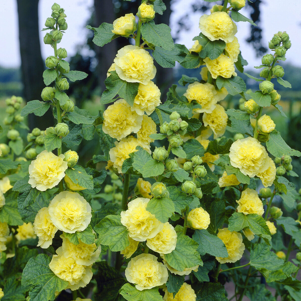 Rose trémière double jaune - le pot / ø 9cm, vendu par lot de 2