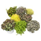 8 plantes hardy sedum - orpin - jeu de couleurs varié