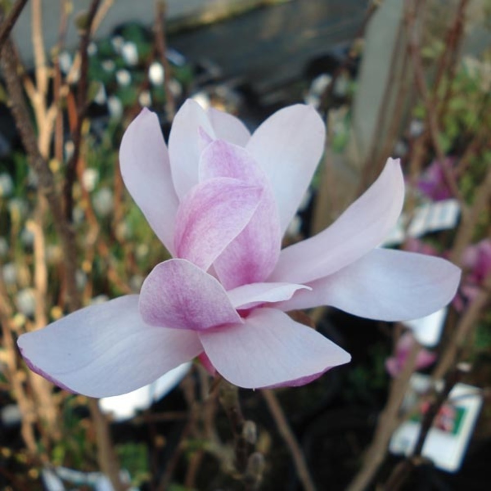 Magnolia x loebneri 'leonard messel' pot de 6l/7l